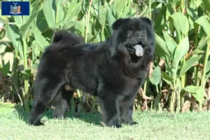 Read more about the article Chow Chow Breeders and Puppies in New York