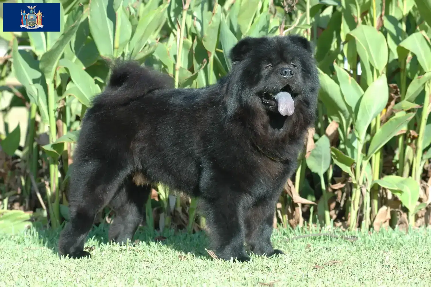 Chow Chow puppies and breeders New York Find Chow Chow breeders in New York here.