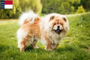 Read more about the article Chow Chow Breeders and Puppies in North Carolina