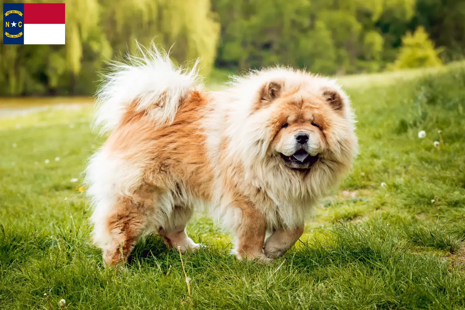 Chow Chow puppies and breeders North Carolina Find Chow Chow breeders in North Carolina.