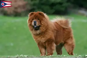 Read more about the article Chow Chow breeders and puppies in Ohio