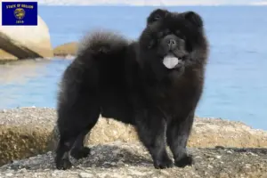 Read more about the article Chow Chow breeders and puppies in Oregon