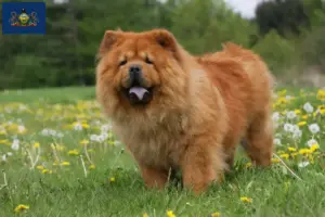 Read more about the article Chow Chow Breeders and Puppies in Pennsylvania