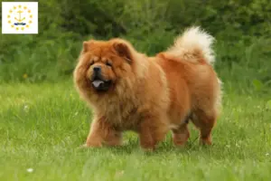 Read more about the article Chow Chow Breeders and Puppies in Rhode Island