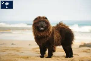 Read more about the article Chow Chow Breeders and Puppies in South Carolina