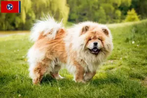 Read more about the article Chow Chow Breeders and Puppies in Tennessee