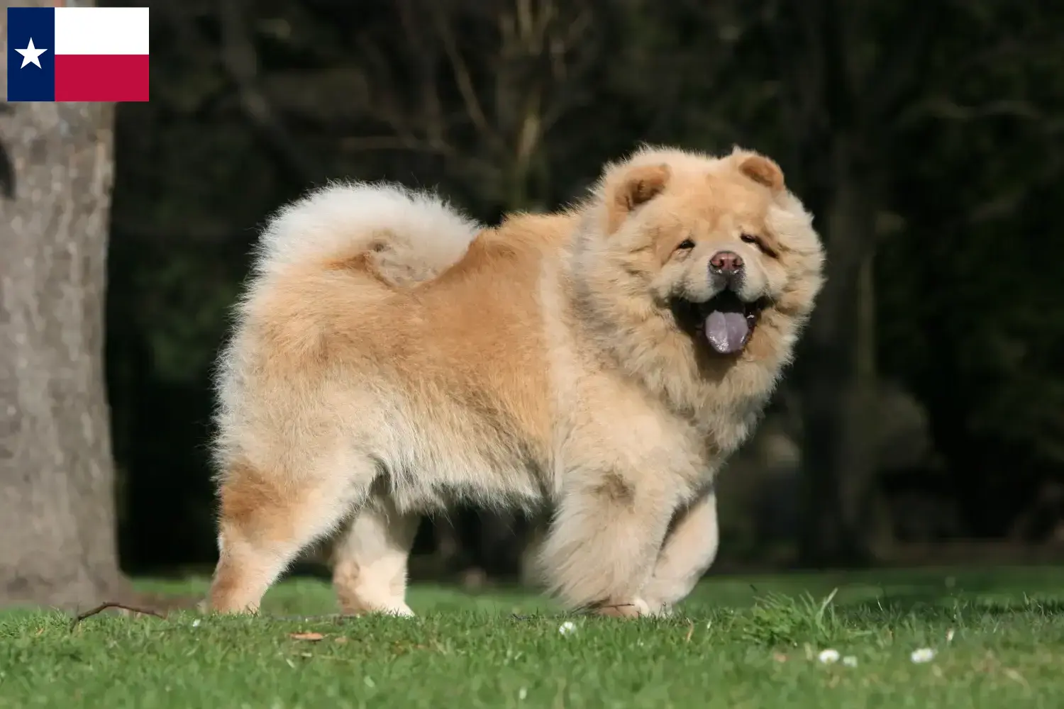 Chow-Chow puppies and breeders Texas Find Chow Chow breeders in Texas.