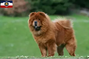 Read more about the article Chow Chow Breeders and Puppies in Utah