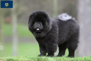 Read more about the article Chow Chow Breeders and Puppies in Vermont