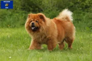 Read more about the article Chow Chow Breeders and Puppies in Wisconsin