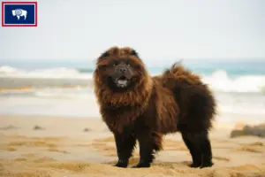 Read more about the article Chow Chow Breeders and Puppies in Wyoming
