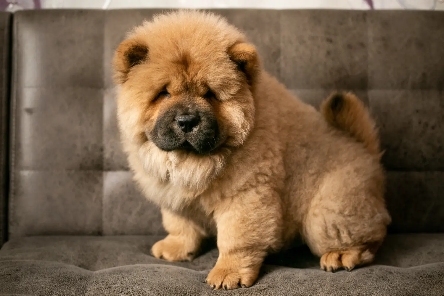 Buying a Chow Chow puppy means taking responsibility! Buy Chow Chow puppies.
