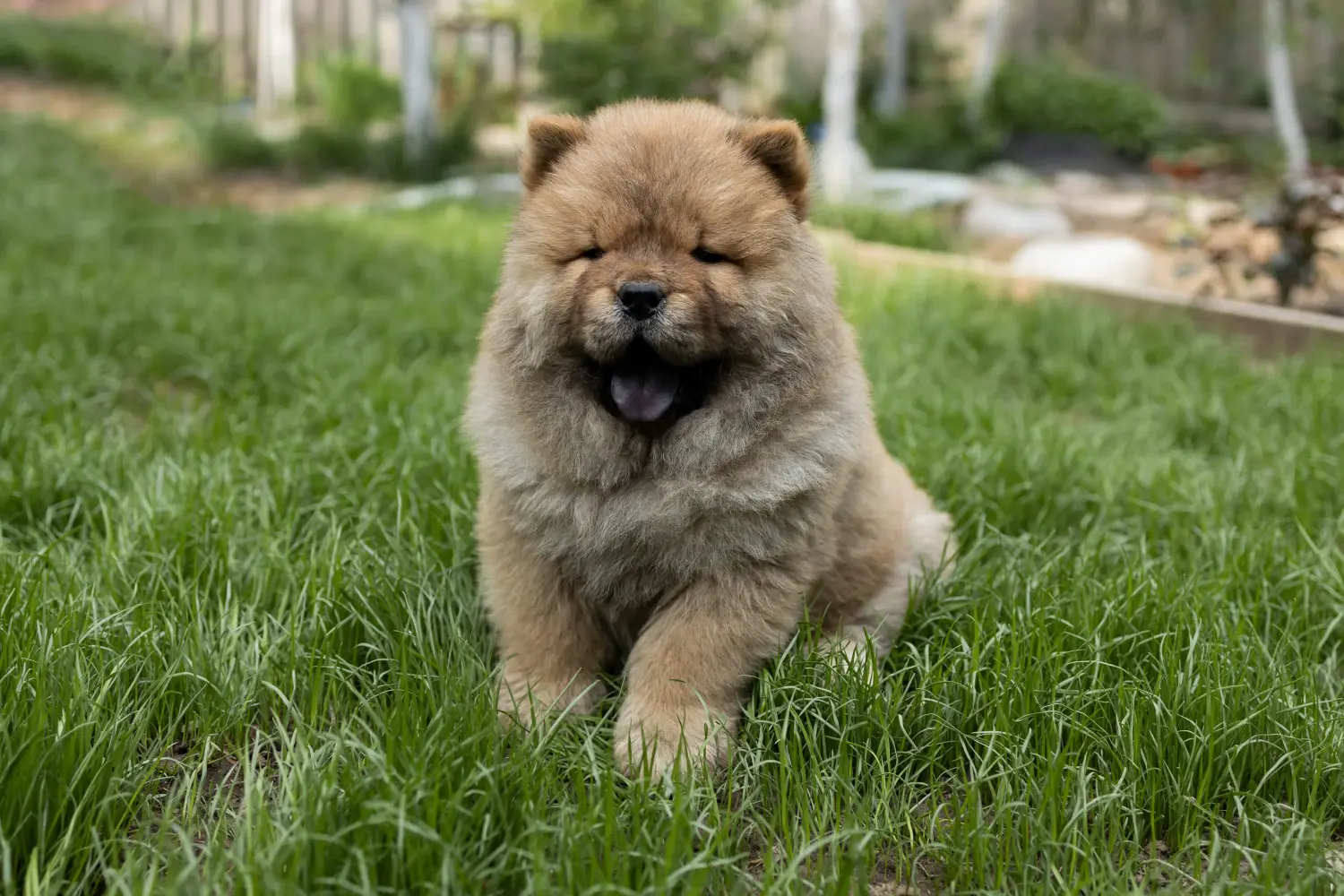 Buying a Chow Chow puppy means taking responsibility! Buy Chow Chow puppies.