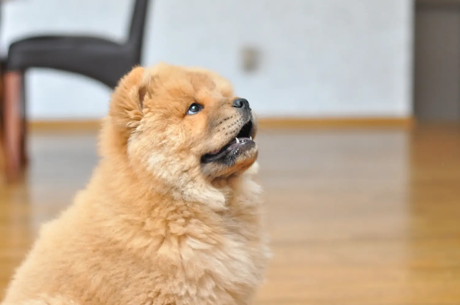 Buying a Chow Chow puppy means taking responsibility! Buy Chow Chow puppies.
