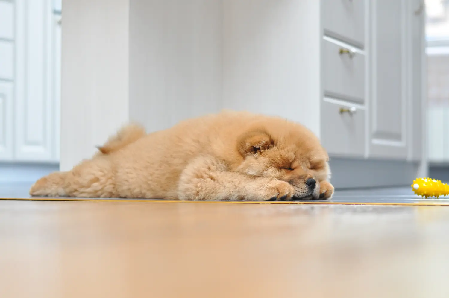 Buying a Chow Chow puppy means taking responsibility! Buy Chow Chow puppies.