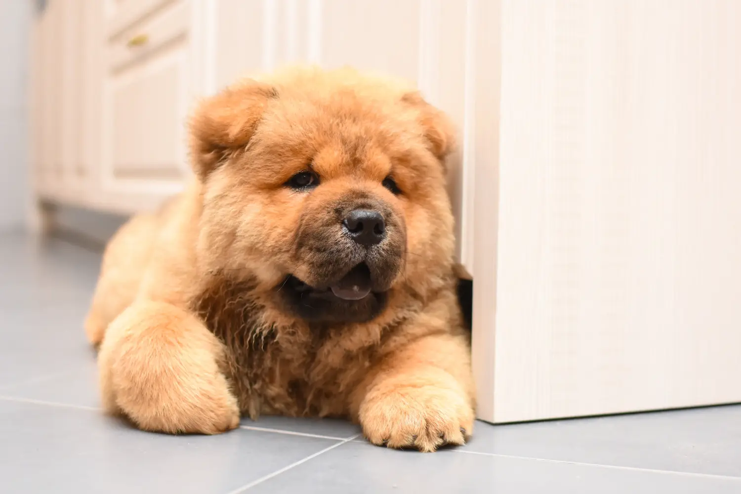 Buying a Chow Chow puppy means taking responsibility! Buy Chow Chow puppies.