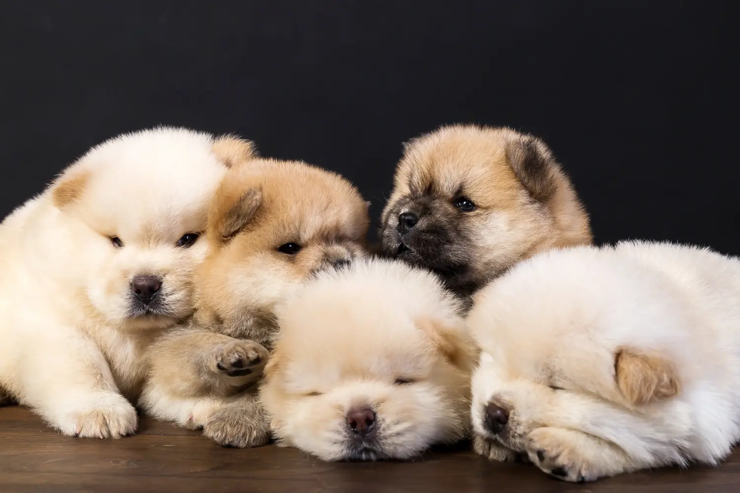 Buying a Chow Chow puppy means taking responsibility! Buy Chow Chow puppies.