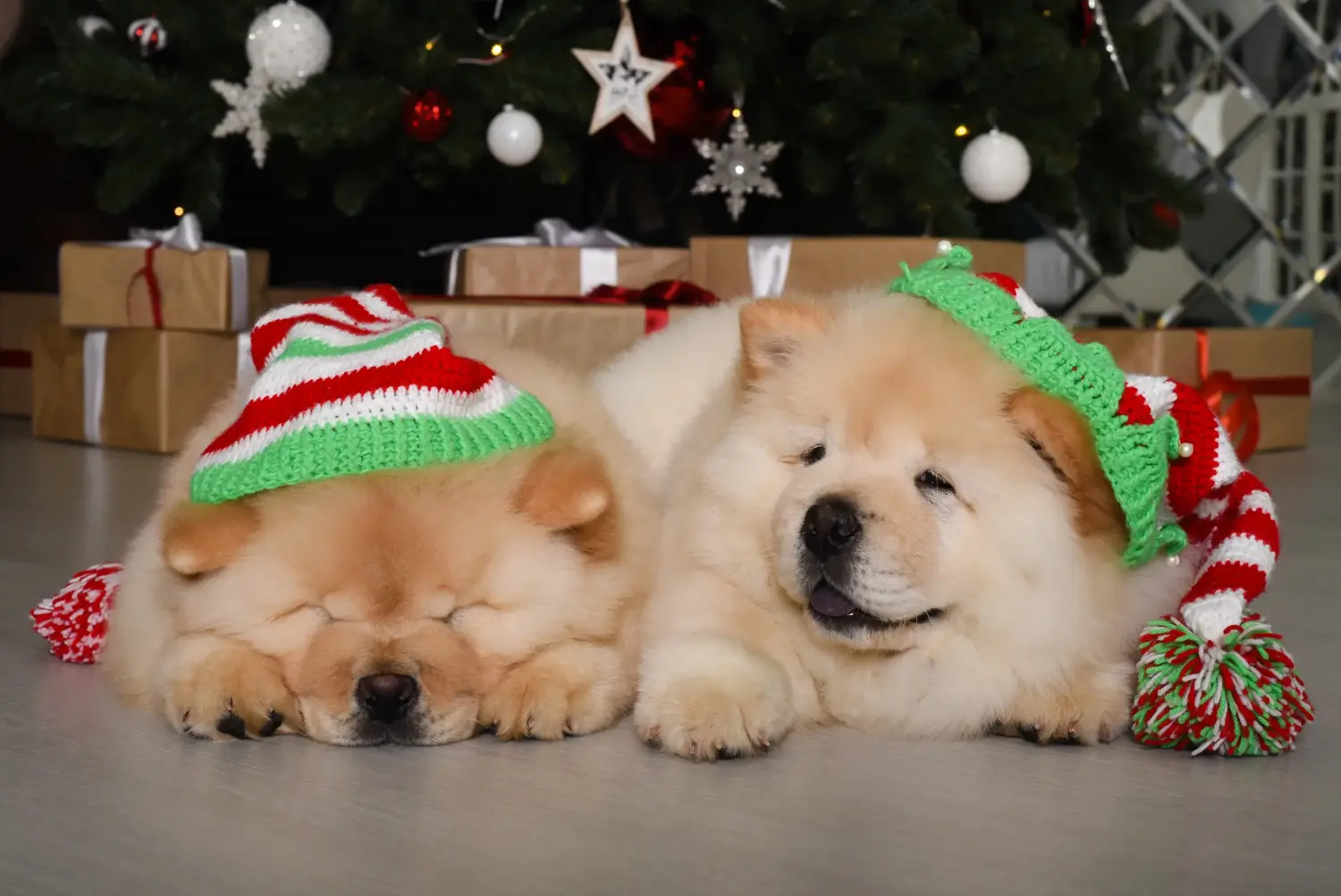 Buying a Chow Chow puppy means taking responsibility! Buy Chow Chow puppies.