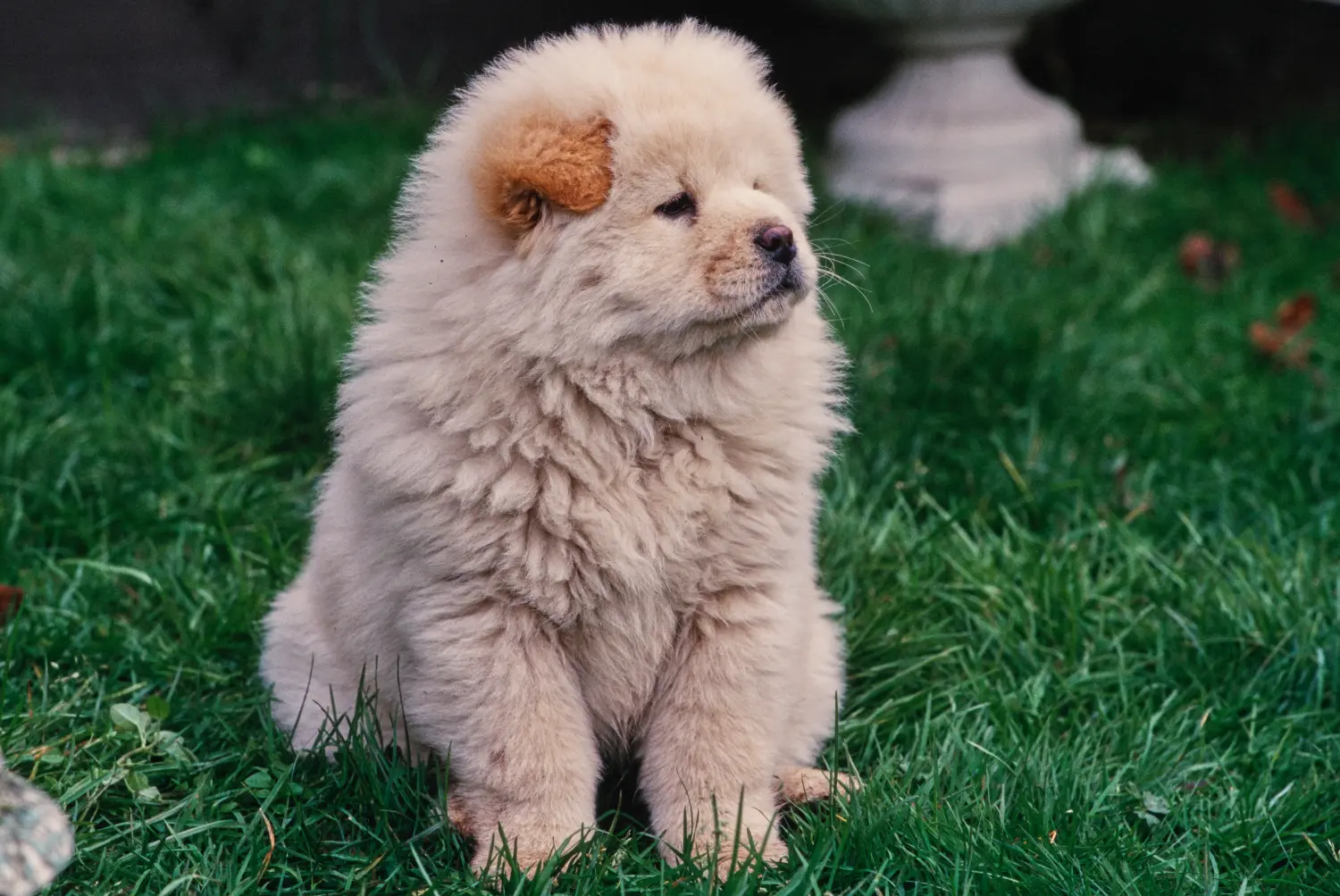 Buying a Chow Chow puppy means taking responsibility! Buy Chow Chow puppies.