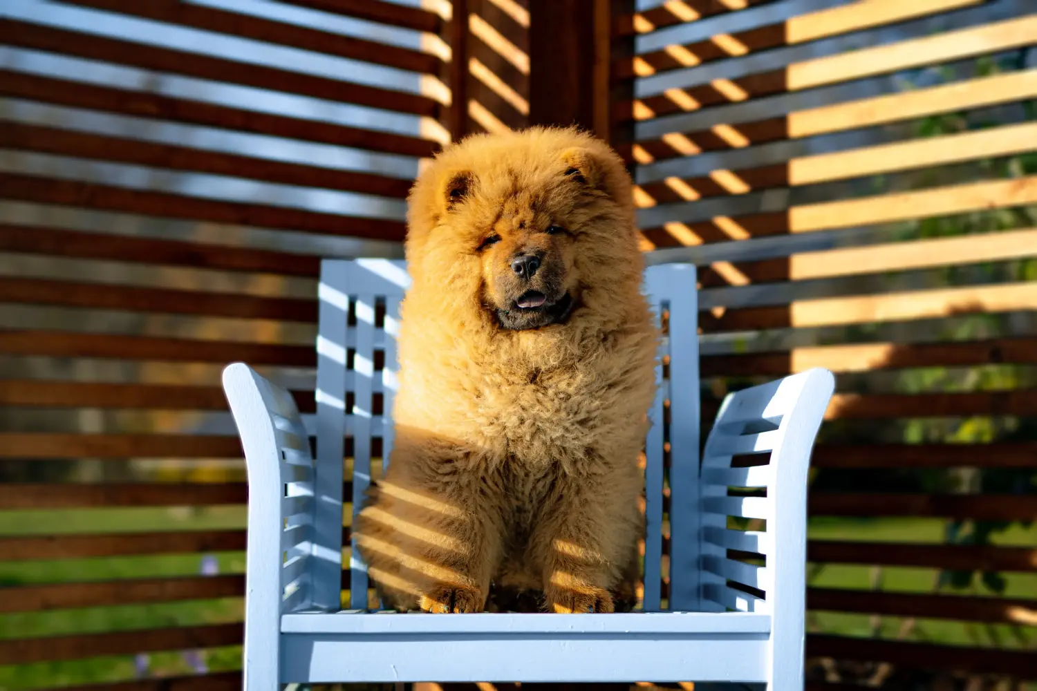 Buying a Chow Chow puppy means taking responsibility! Buy Chow Chow puppies.