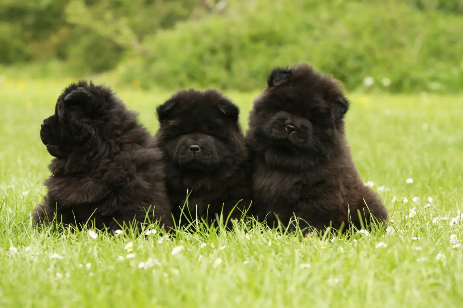 Buying a Chow Chow puppy means taking responsibility! Buy Chow Chow puppies.