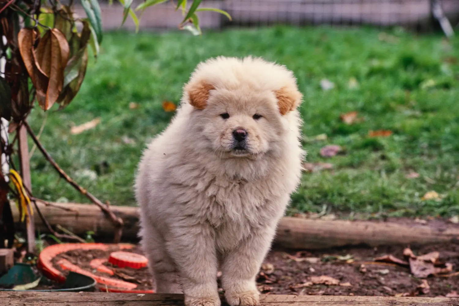 Buying a Chow Chow puppy means taking responsibility! Buy Chow Chow puppies.