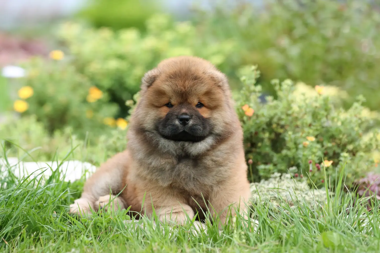 Buying a Chow Chow puppy means taking responsibility! Buy Chow Chow puppies.