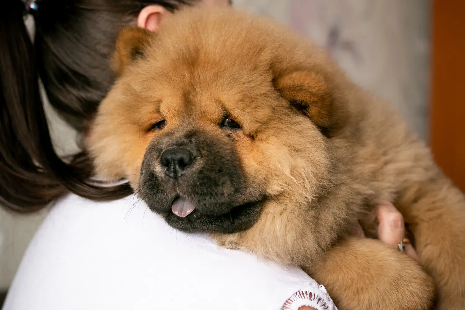 Buying a Chow Chow puppy means taking responsibility! Buy Chow Chow puppies.