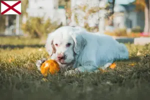 Read more about the article Clumber Spaniel breeders and puppies in Alabama