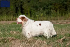Read more about the article Clumber Spaniel breeders and puppies in Alaska