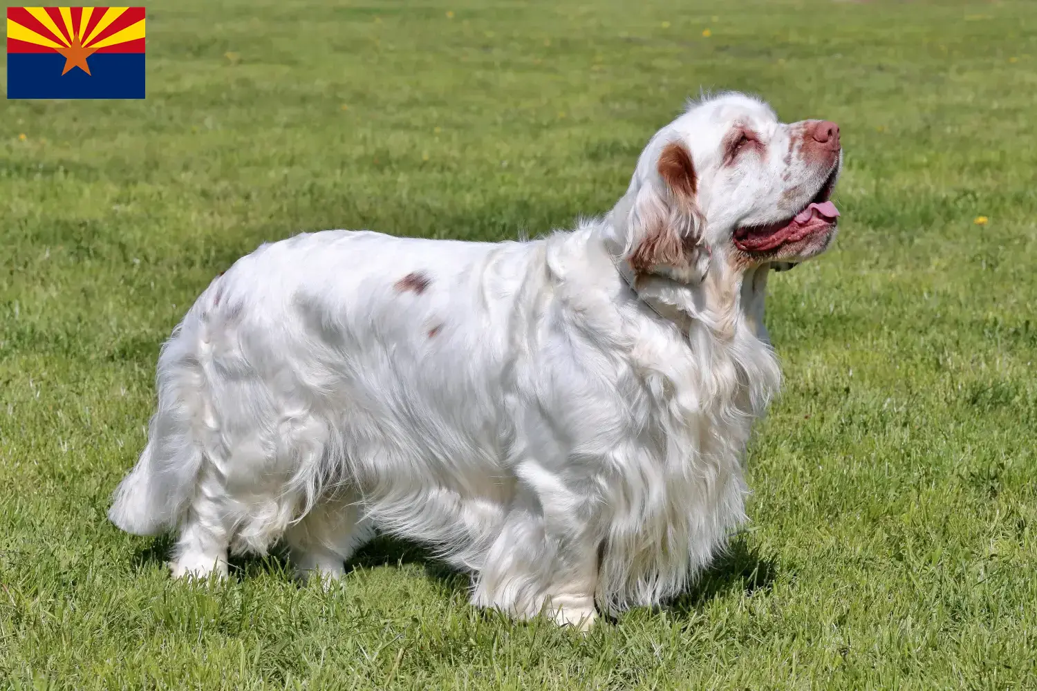 Clumber Spaniel puppies and breeder Arizona Find Clumber Spaniels breeders in Arizona.