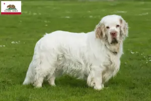 Read more about the article Clumber Spaniel breeders and puppies in California