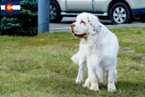 Read more about the article Clumber Spaniel breeders and puppies in Colorado