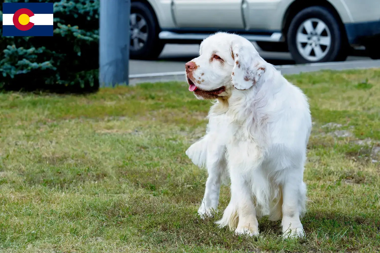 Clumber Spaniel puppies and breeders Colorado Find Clumber Spaniels breeders in Colorado.