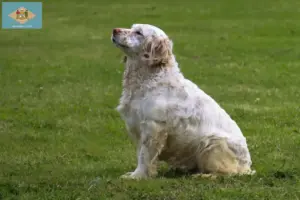 Read more about the article Clumber Spaniel breeders and puppies in Delaware