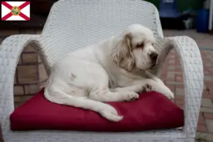Read more about the article Clumber Spaniel breeders and puppies in Florida