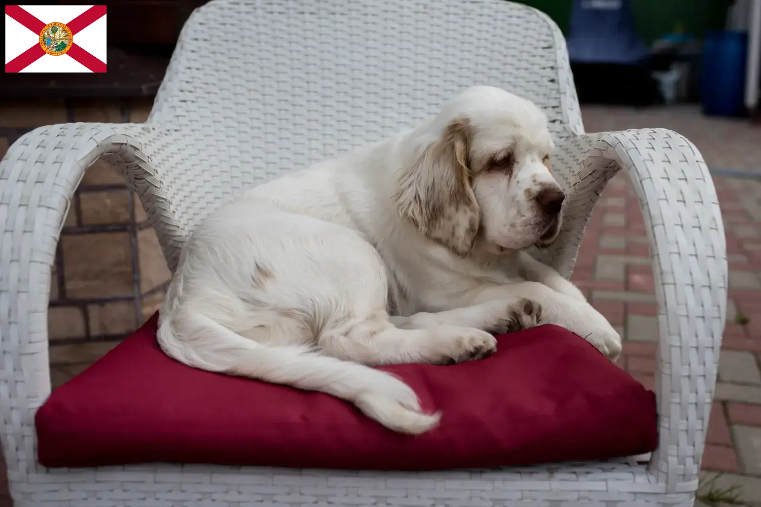 Clumber Spaniel puppies and breeders Florida Find Clumber Spaniels breeders in Florida.