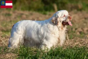 Read more about the article Clumber Spaniel breeders and puppies in Georgia
