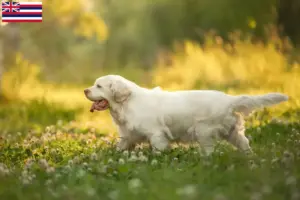 Read more about the article Clumber Spaniel breeders and puppies in Hawaii