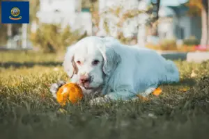 Read more about the article Clumber Spaniel breeders and puppies in Idaho