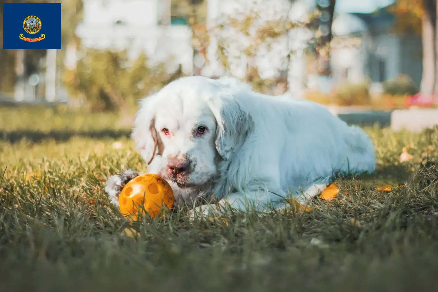 Clumber Spaniel puppies and breeders Idaho Find Clumber Spaniels breeders in Idaho.