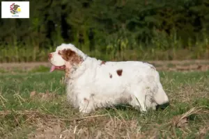 Read more about the article Clumber Spaniel breeders and puppies in Illinois