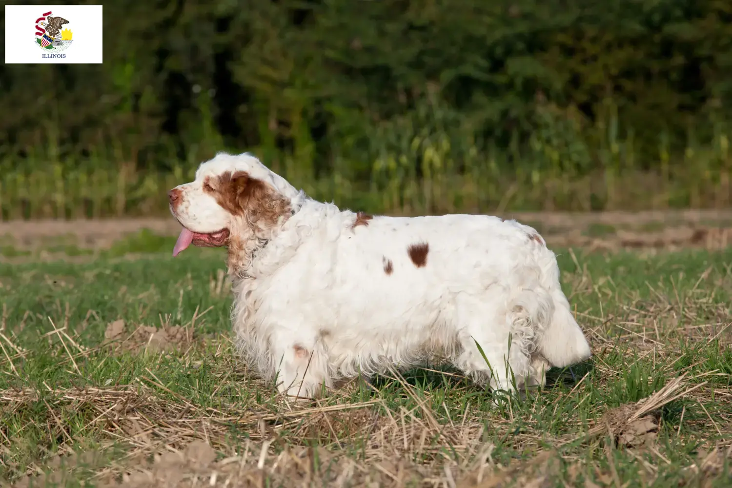 Clumber Spaniel puppies and breeders Illinois Find Clumber Spaniels breeders in Illinois.