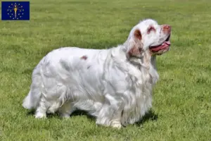 Read more about the article Clumber Spaniel breeders and puppies in Indiana