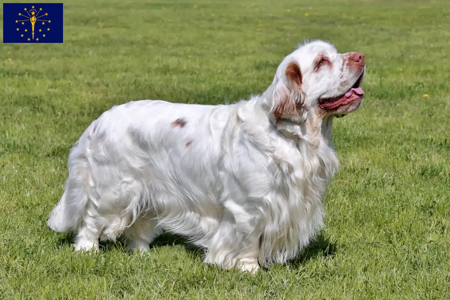 Clumber Spaniel puppies and breeders Indiana Find Clumber Spaniels breeders in Indiana.