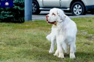 Read more about the article Clumber Spaniel breeders and puppies in Kentucky