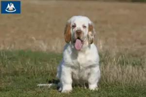 Read more about the article Clumber Spaniel breeders and puppies in Louisiana