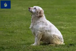 Read more about the article Clumber Spaniel breeders and puppies in Maine