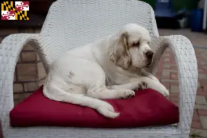 Read more about the article Clumber Spaniel breeders and puppies in Maryland