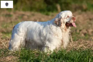 Read more about the article Clumber Spaniel breeders and puppies in Massachusetts